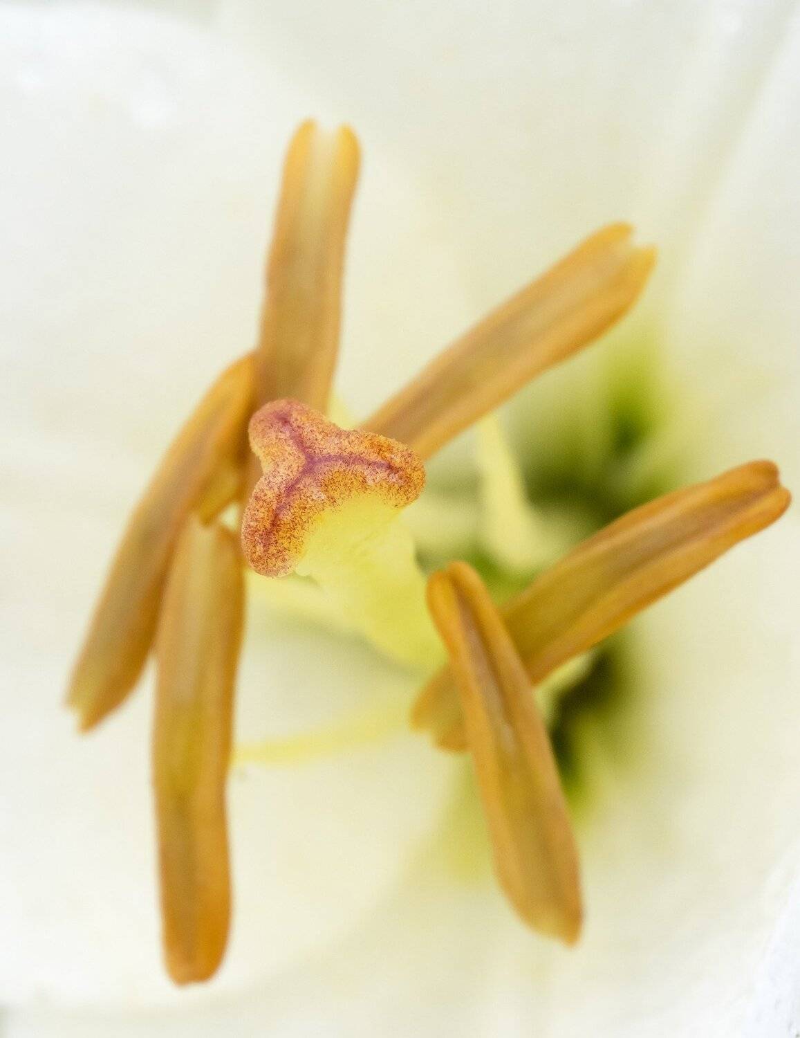 , Лещёнок Александр