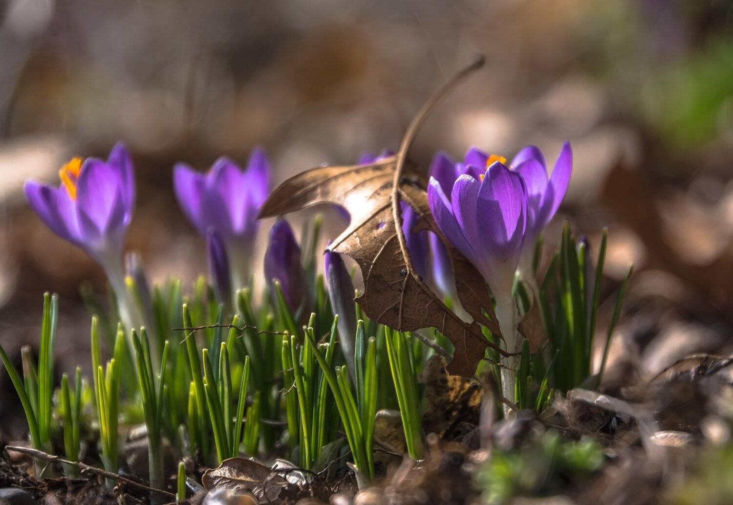 Весна, Крокусы, Природа, Флора, Цветы, Антонина