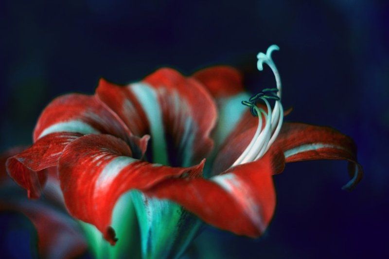 Амораллис фото превью