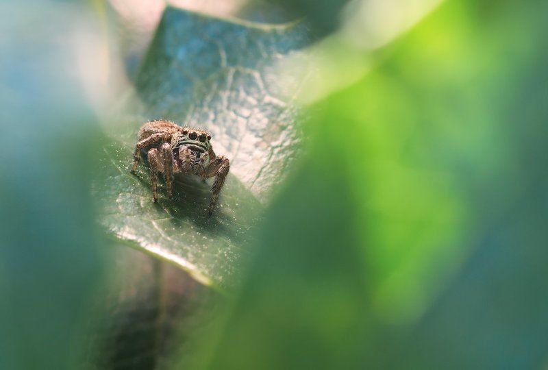 макро, паук, скакун, spider, nature Sad smiley фото превью