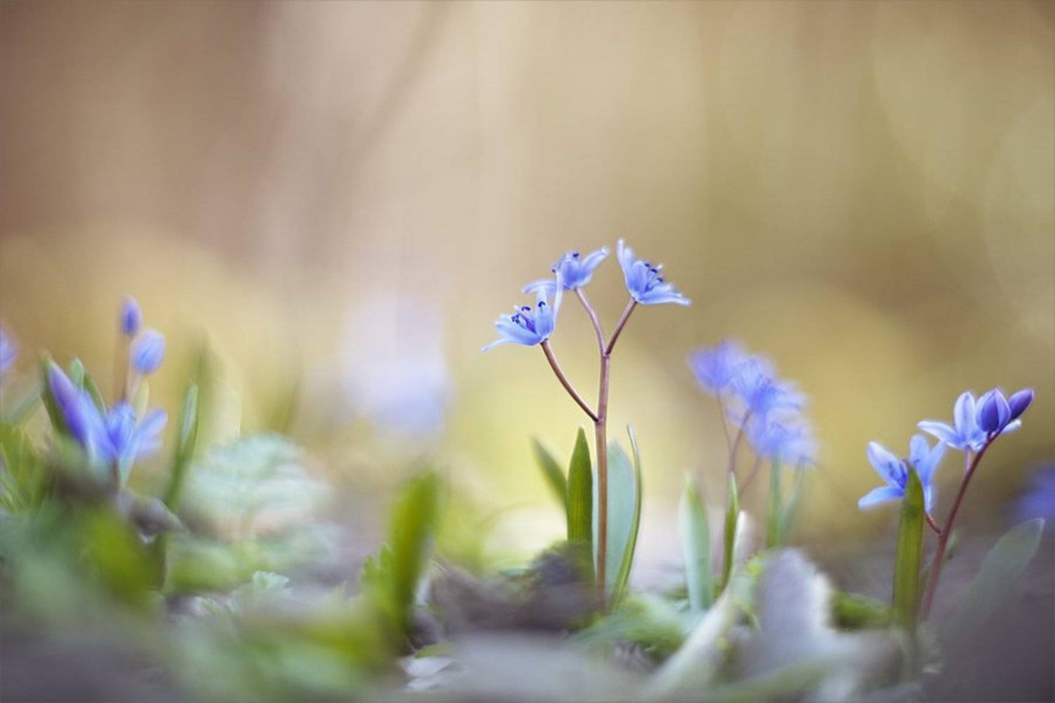 , Наталья Ова