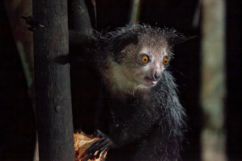 мадагаскар, лемур, ай-ай Ай-ай фото превью