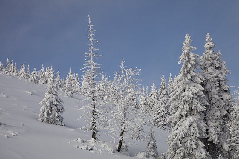 Snow winter winter фото превью