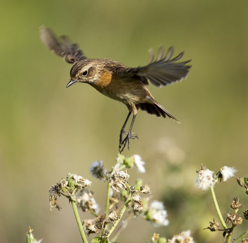 чекан фото превью