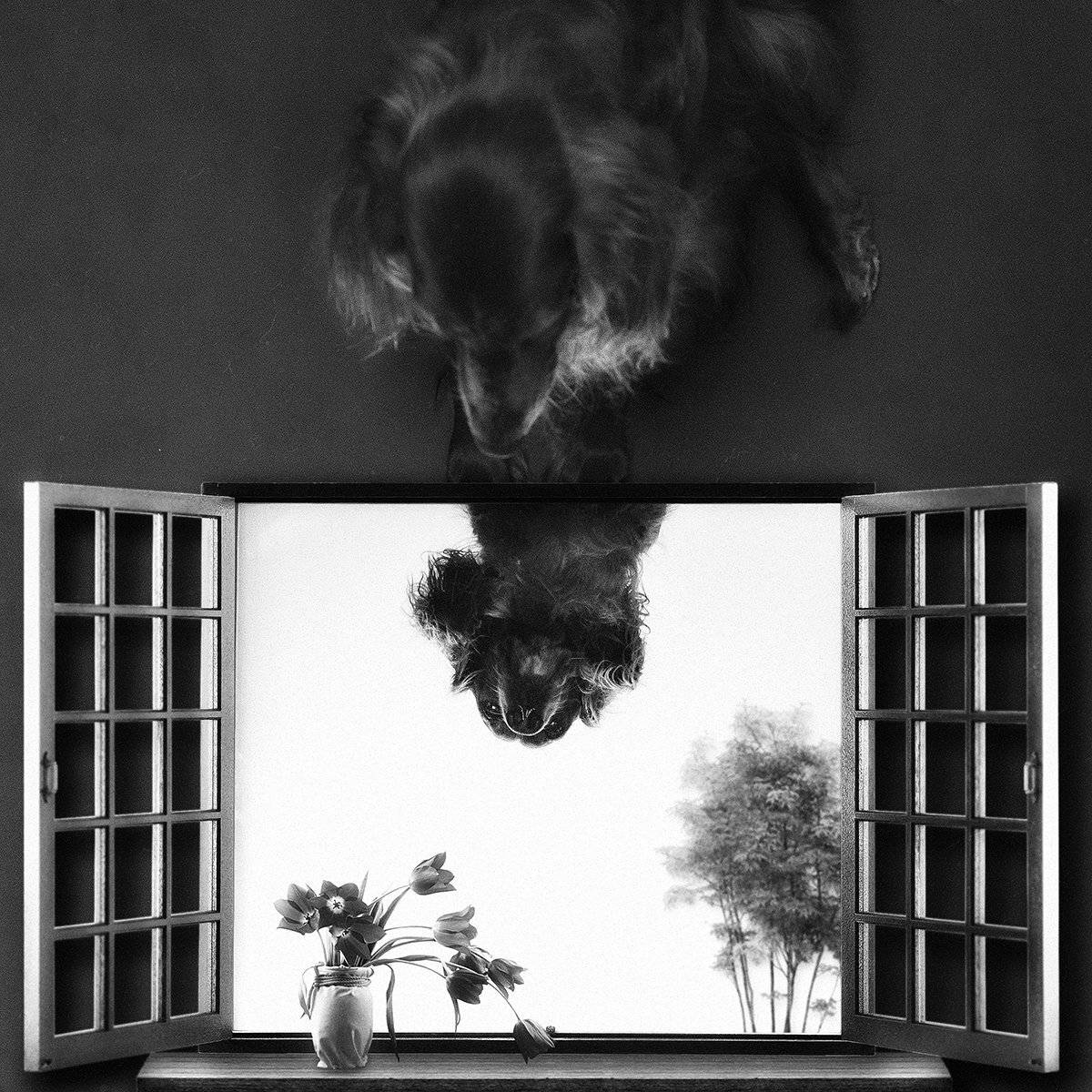 арт, окно, отражение, зеркало, собака, сеттер, 8марта, цветы, , Константин