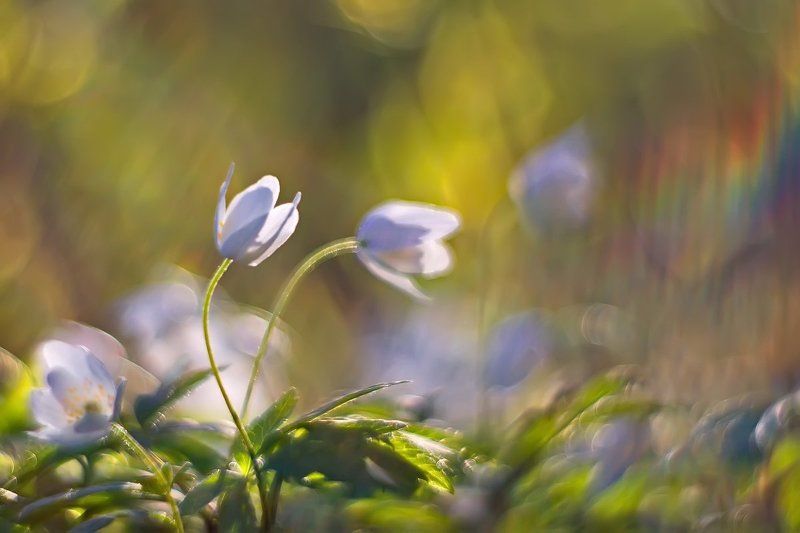 Petzval, Весна, Ветреница, Природа, Цветы Весенняя явь фото превью