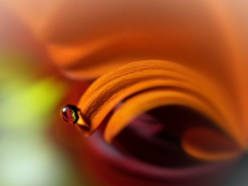 Для милых дам фото превью