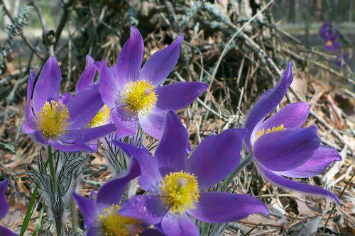 Лучшие цветы Мещёры для наших любимых!