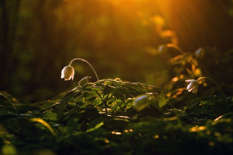 анемона, весна, вечер, закат, лес, свет, цветок Последний луч фото превью