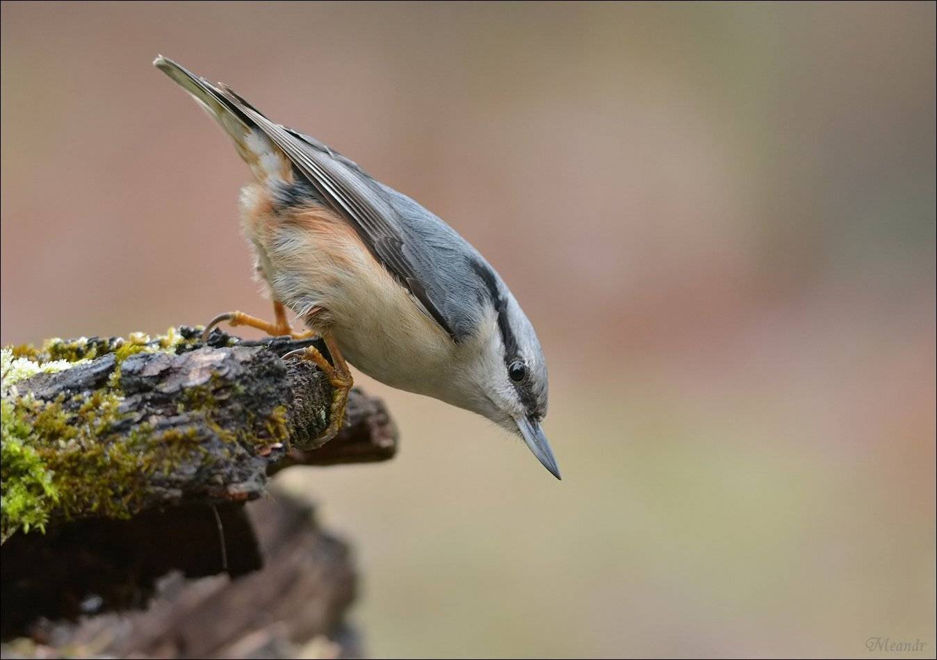 поползень, Андрей Медведев
