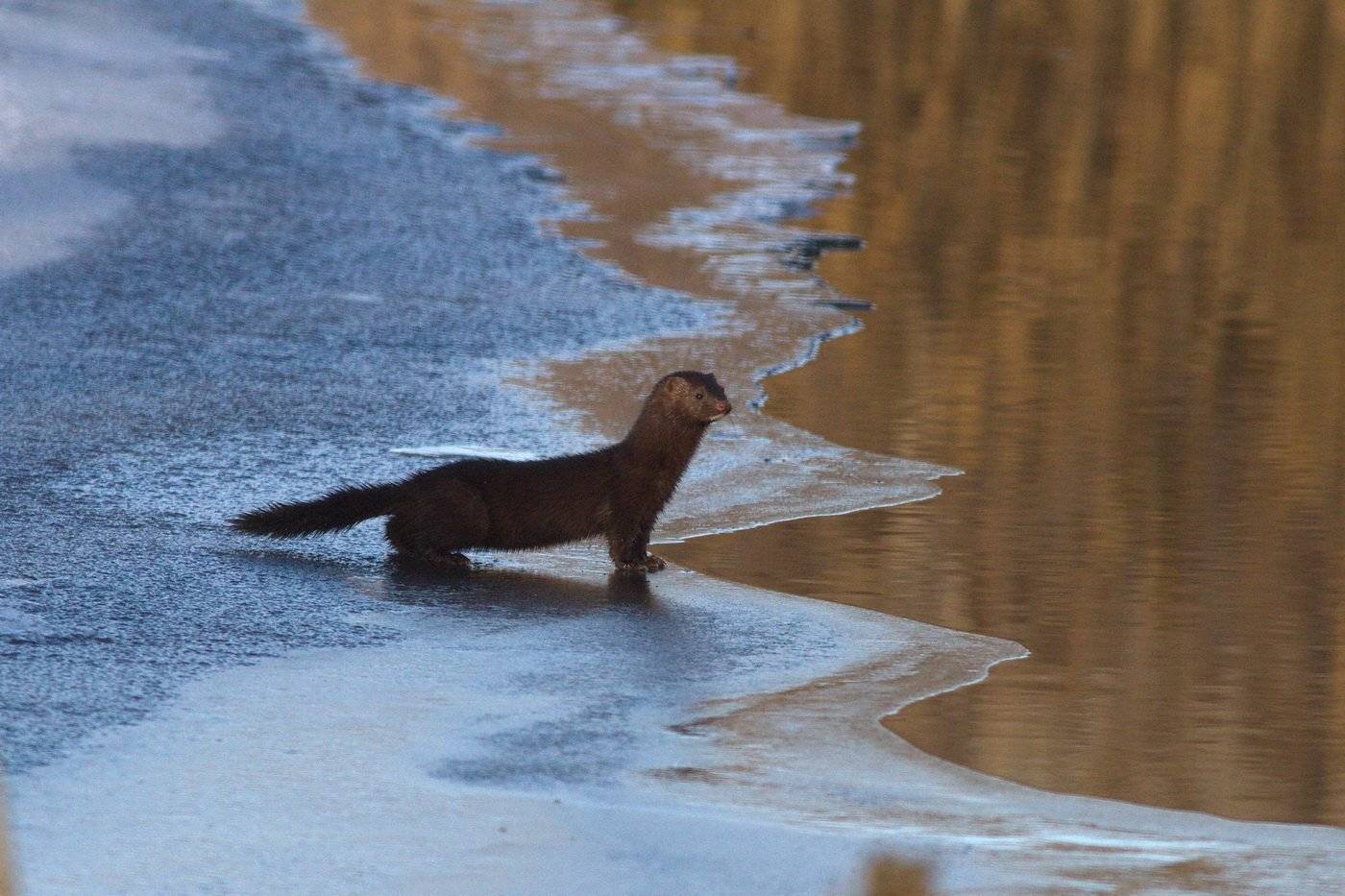 норка, Андрей Шимчук
