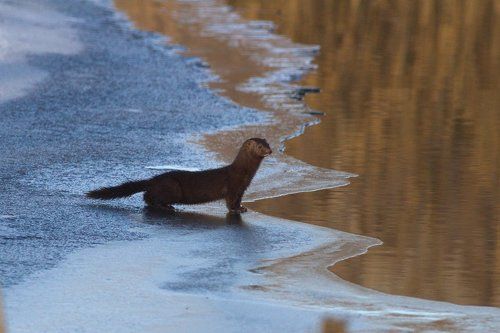 Норка американская.