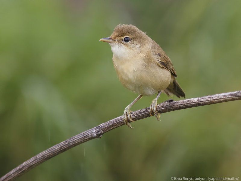 Камышевка . Marsh warbler. фото превью