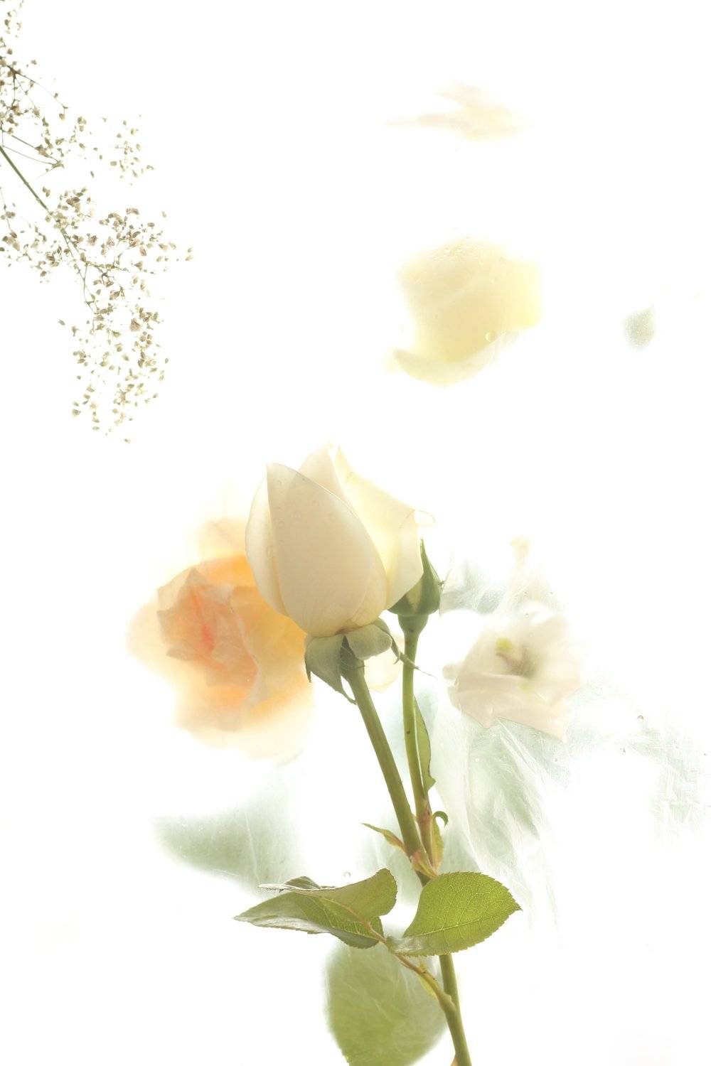 , Динеева Анна