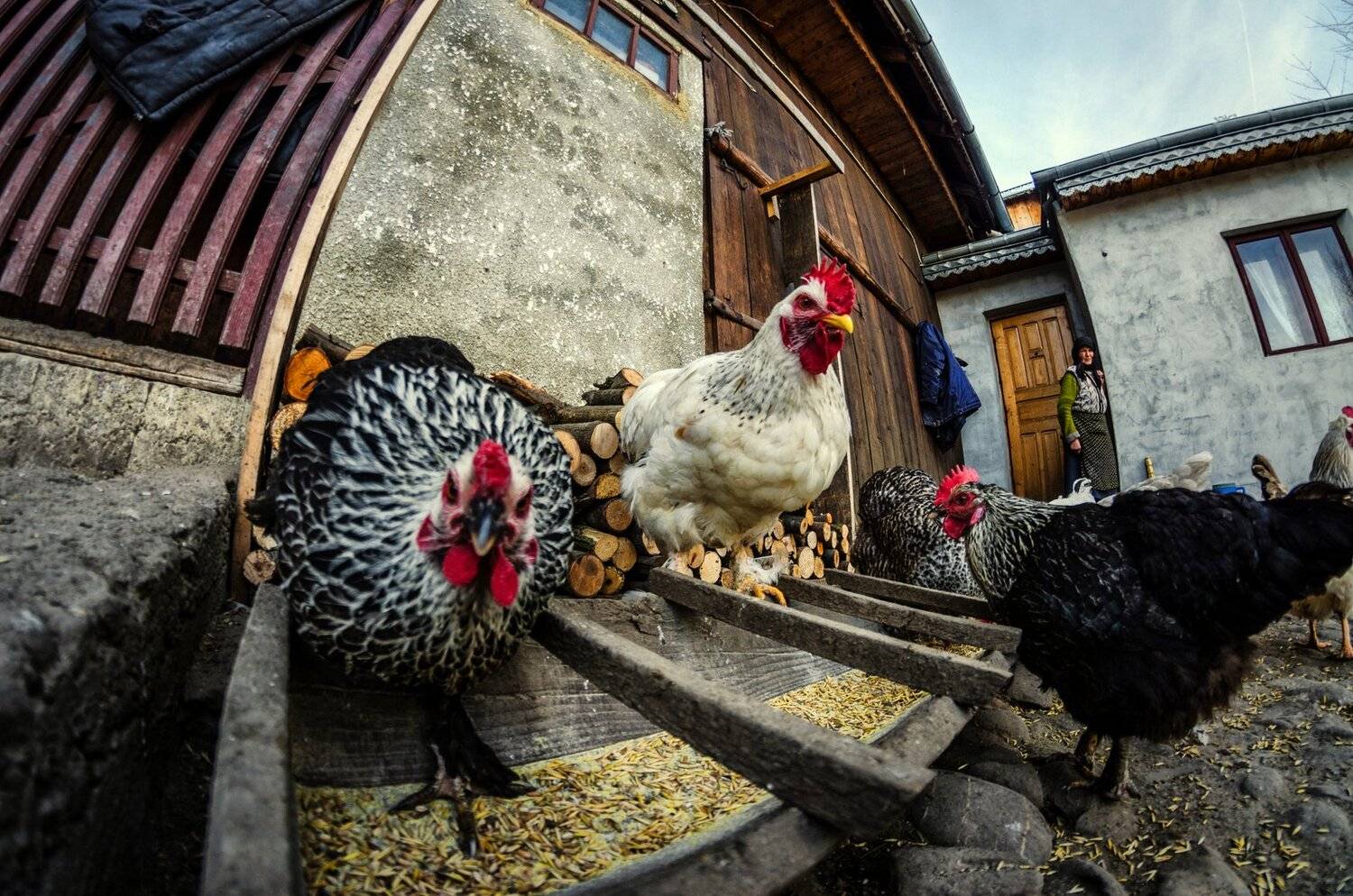 , Olari Ionut