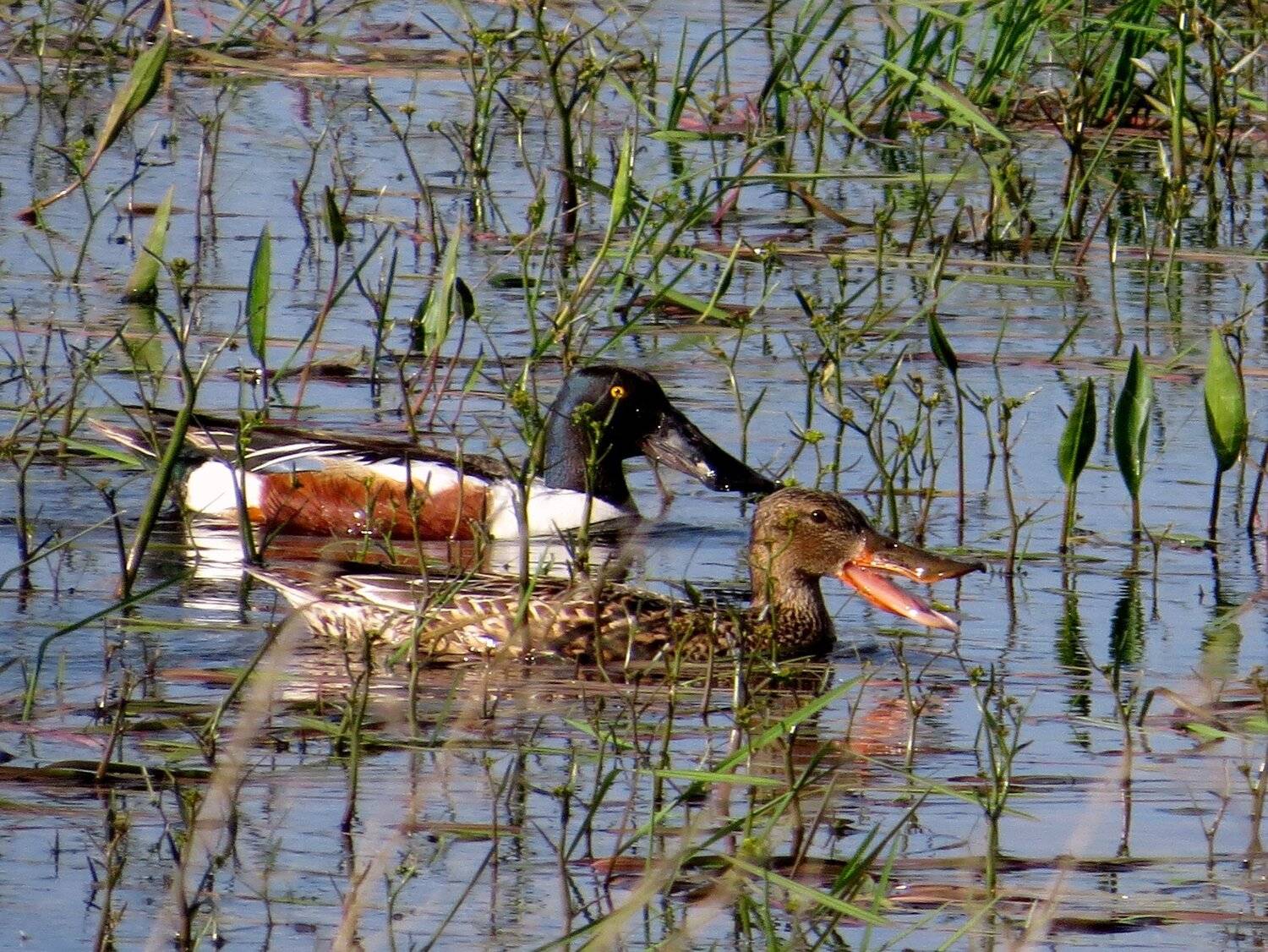 листопад, Наталья Неверова