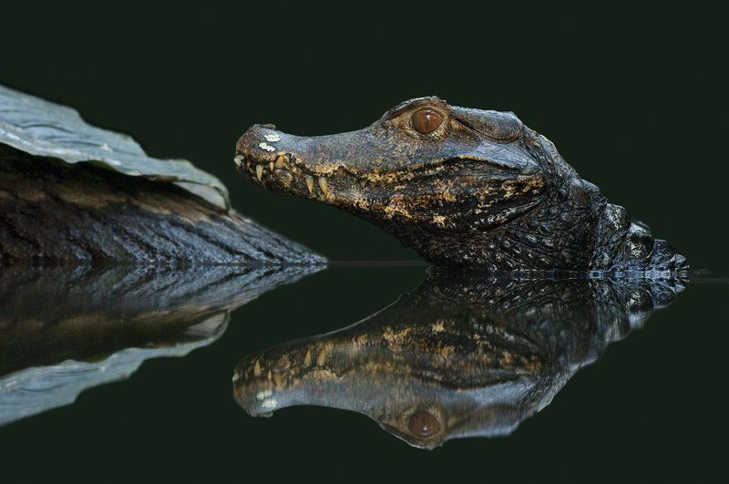 Caïmans фото превью