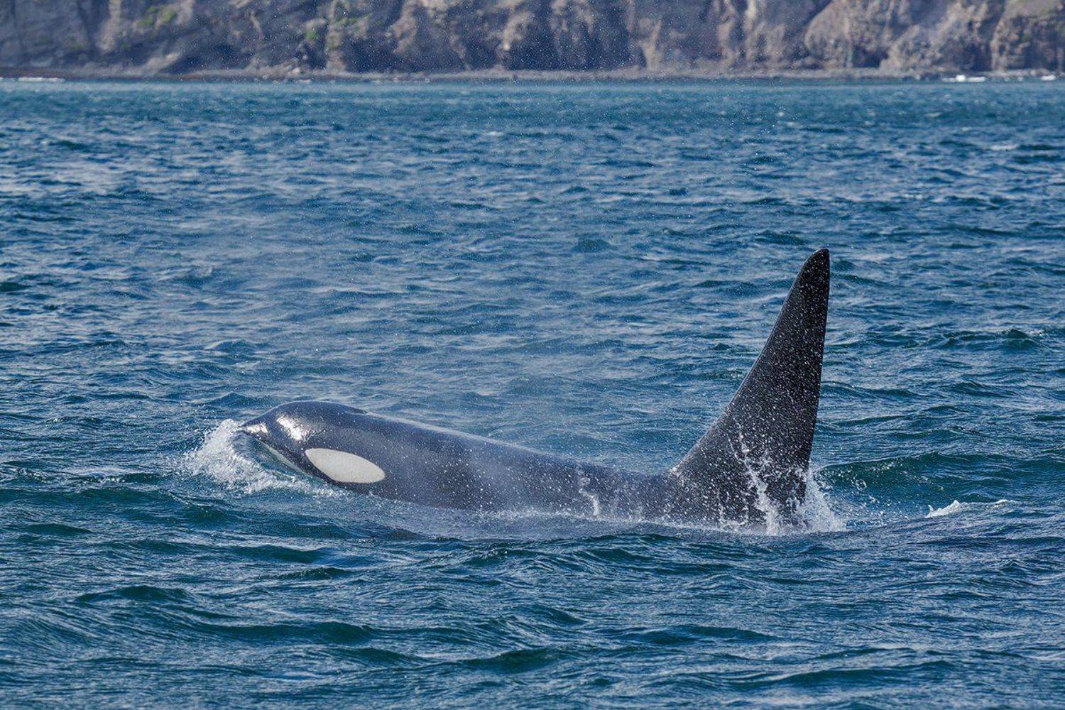 камчатка, океан, косатка, хищник, природа,, Денис Будьков