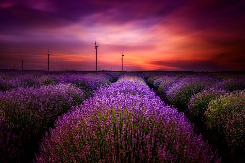 lavender, sunset, bulgaria, purple, sky, clouds *** фото превью