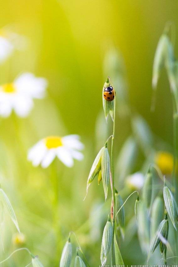 , Алексей Лобанов