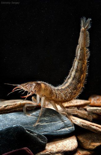 Грациозные плавунцы