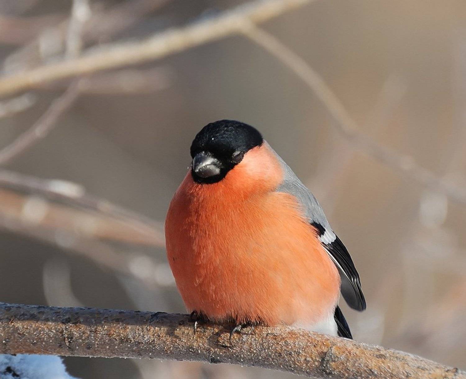 , Ермолаев Андрей