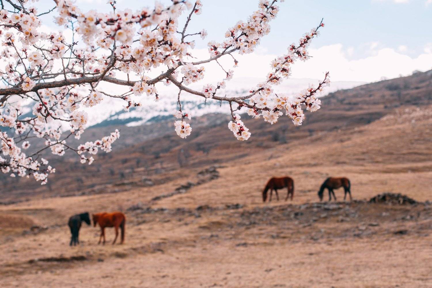 Весна, Дагестан, Кавказ, Шапиев Магомед