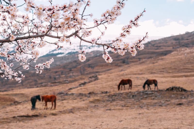 Весна, Дагестан, Кавказ Привет, Весна! фото превью