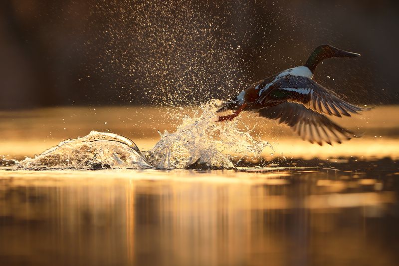 bird photography, northern shoveler, wildlife, утка, широконоска Широконоска / Northern Shoveler фото превью