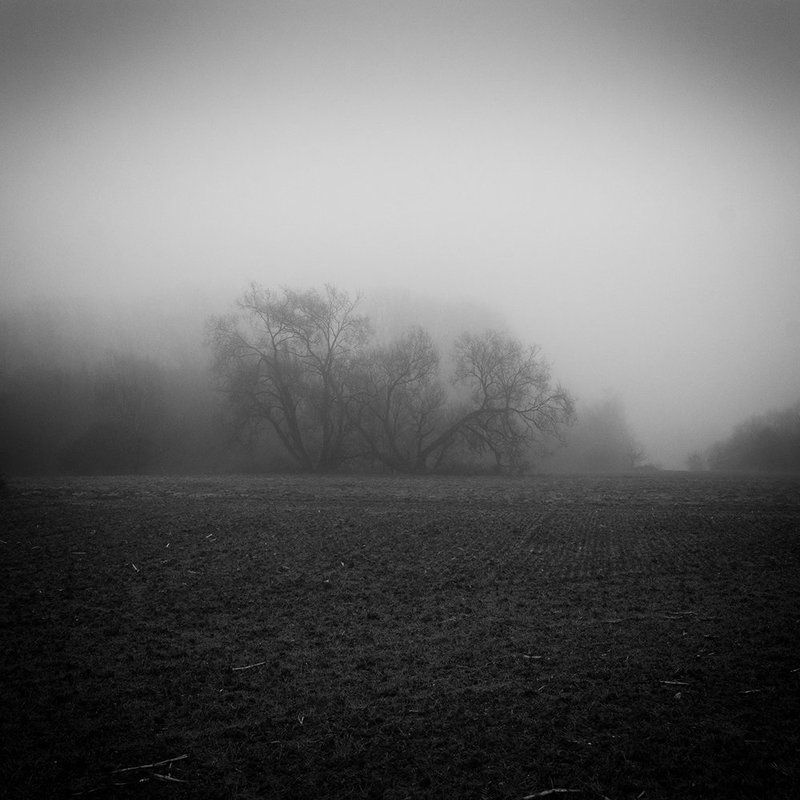 A Forest 5 фото превью
