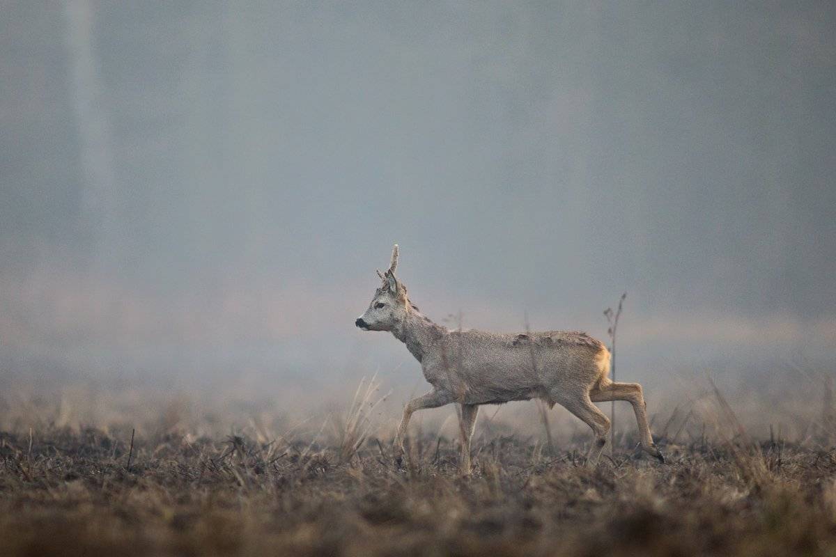 roedeer,animal, wildlife,buck, Wojciech Grzanka