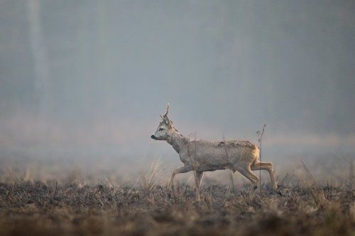 Morning walk