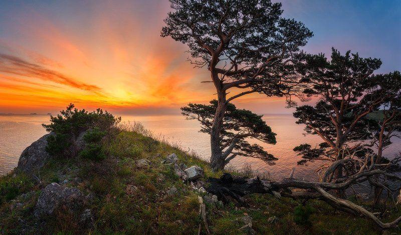 Закат, Заповедник, Море, Приморский край, Сосны Закат поколения фото превью