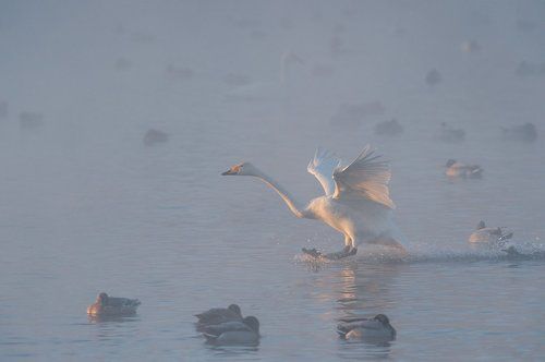 В лучах рассвета