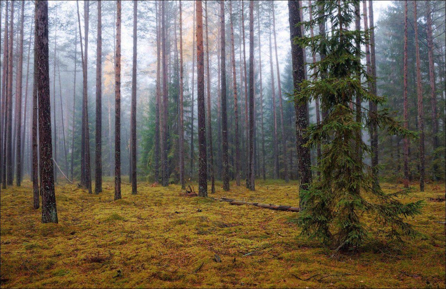 Лес, Осень, Туман, Сергей Шабуневич