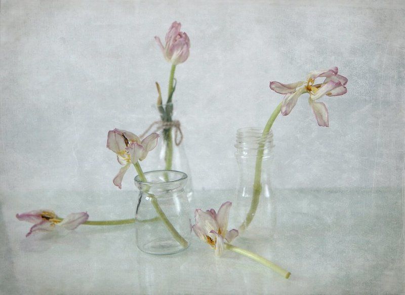 последний танец мотыльков фото превью