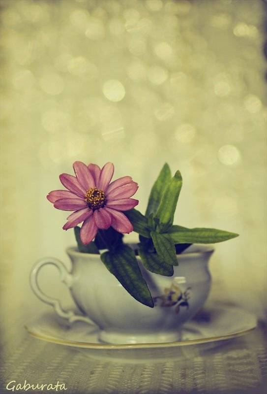 , Габриела Сгънатова