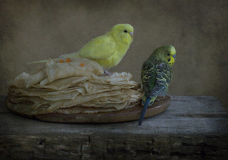 Не все коту Масленица! фото превью