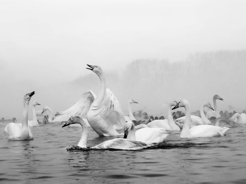 Лебединое озеро... фото превью