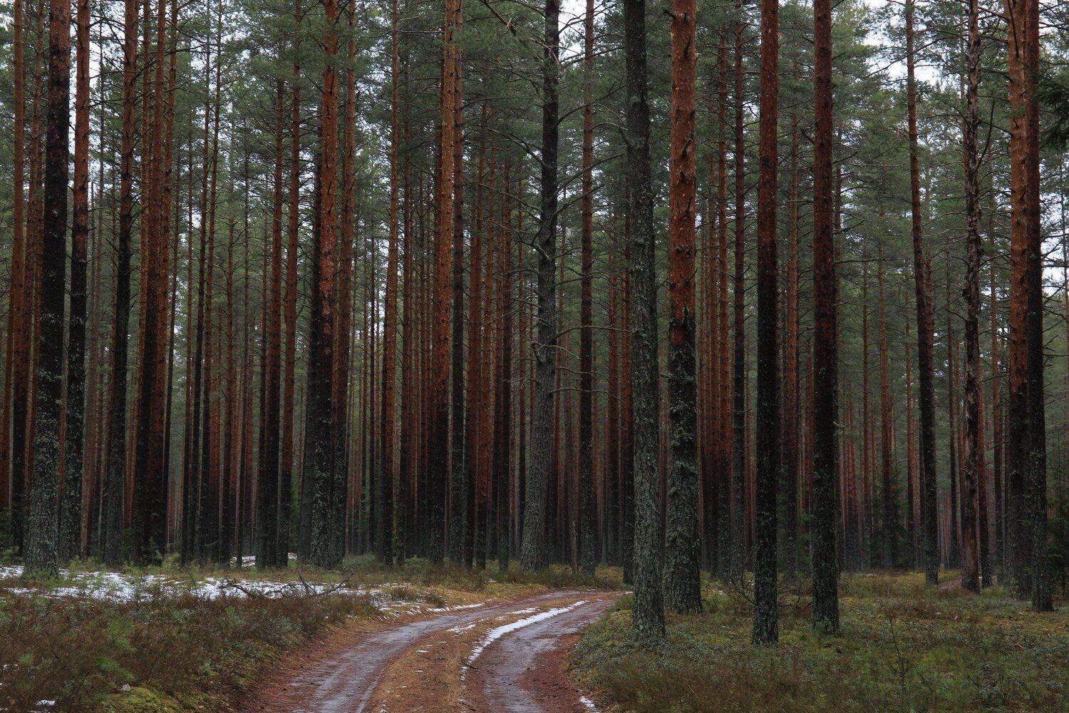 , Андрей Шимчук