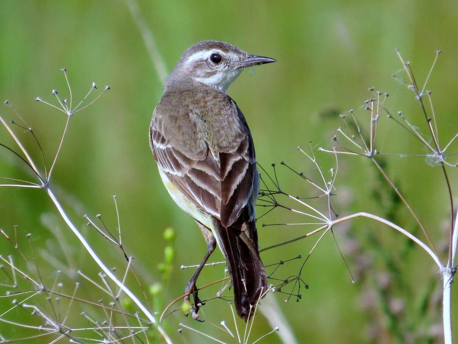 листопад, Наталья Неверова