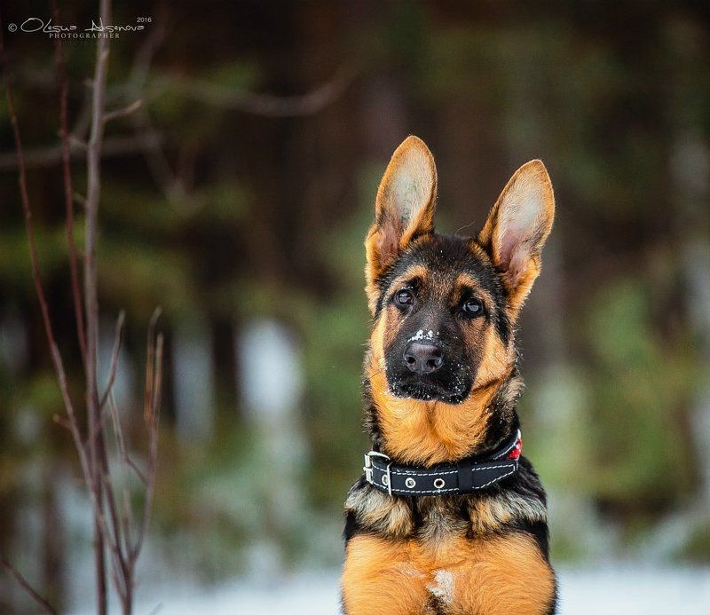 немецкая овчарка, щенок, собаки Мелочь пузатая  фото превью