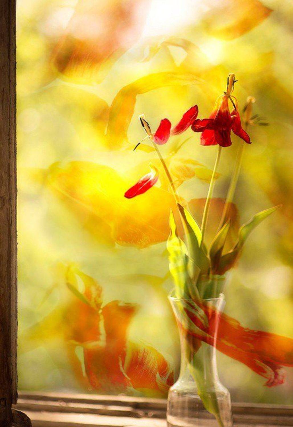 , Афонина Наталья