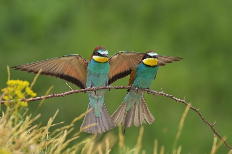 european bee-eater, merops apiaster, пчелояд, пчелоядщуркаmerops apiastereurop, щурка Щурки фото превью