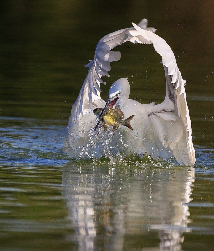 Белый колдун фото превью