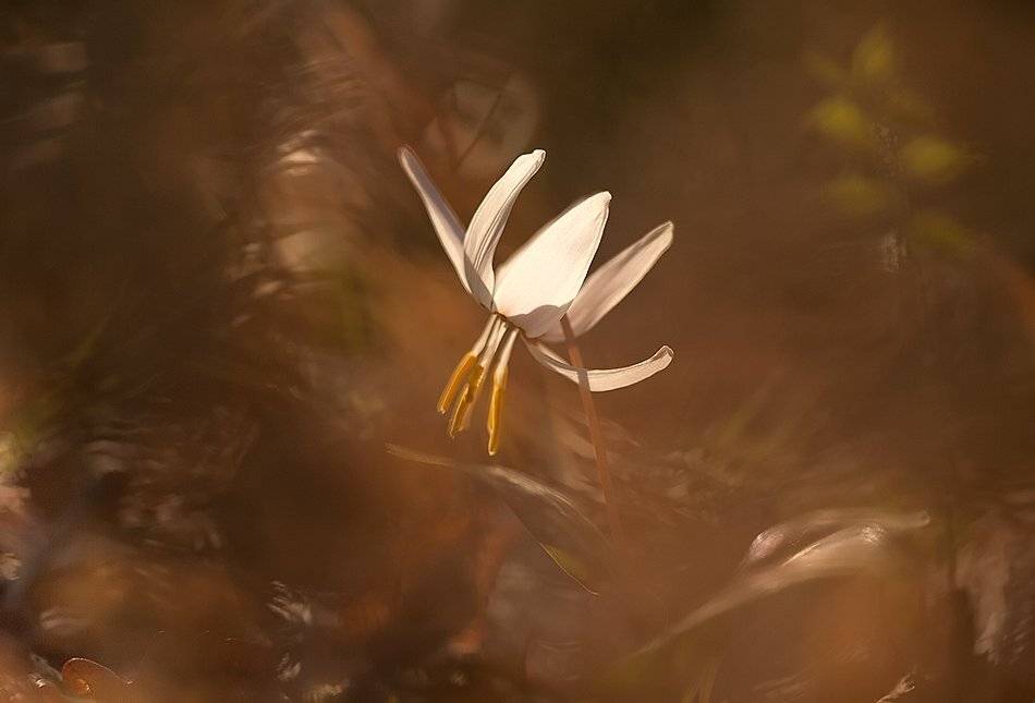 , Иваненко Светлана