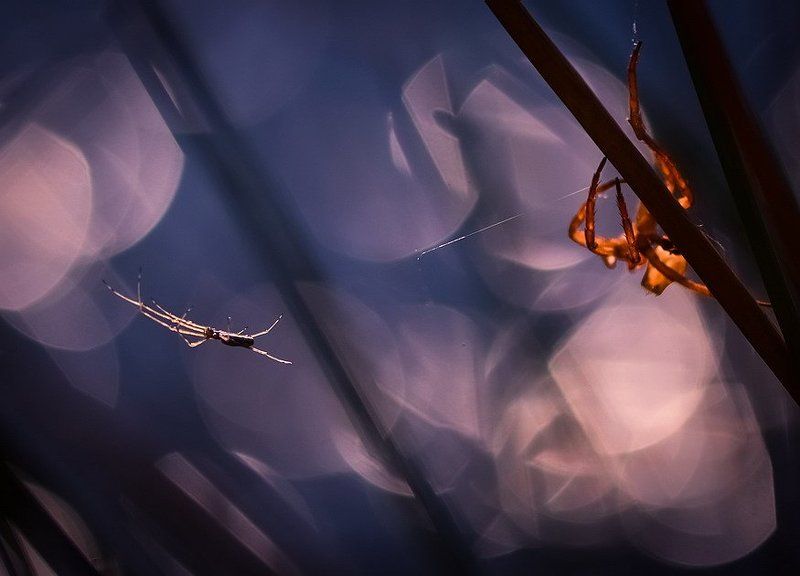 Призрак фото превью