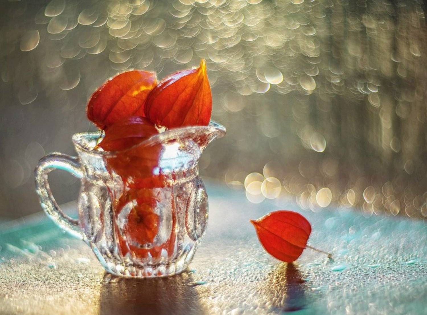 физалис,боке, макро, натюрморт , Синкальський Тарас