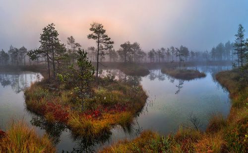 Поэзия болот.