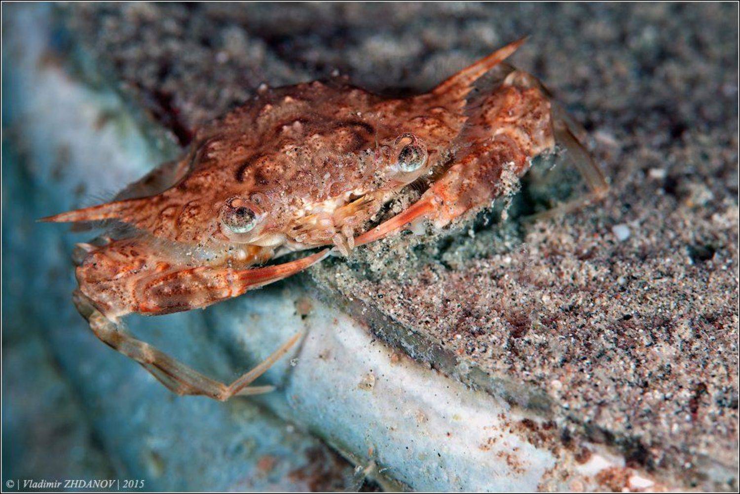 египет, красное море, дайвинг, краб, подводное фото, ночное погружение, Владимир Жданов
